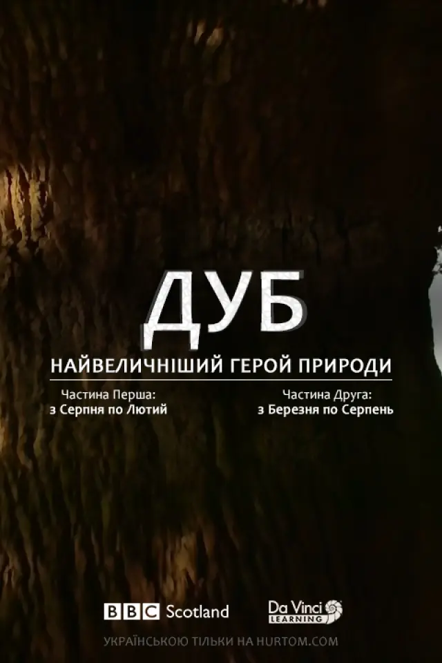 Дуб. Найвеличніший герой природи