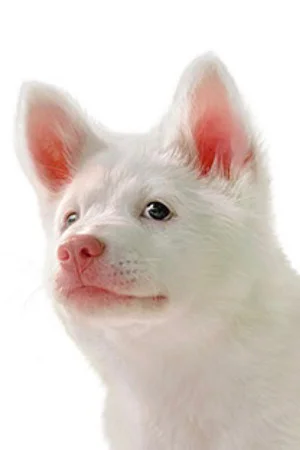 Корі