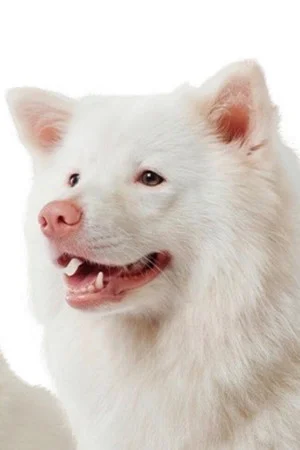 Меечок