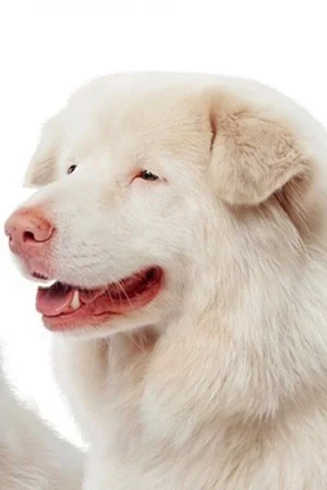 Хіма