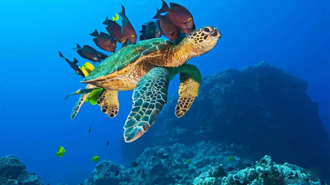Кадр з фільму «Велика подорож углиб океанів 3D / Грандіозна мандрівка вглиб океанів 3D»