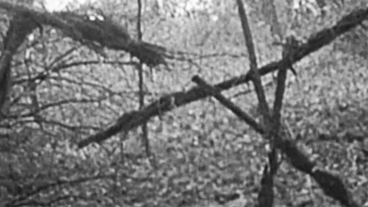 Кадр з фільму «Відьма із Блер»