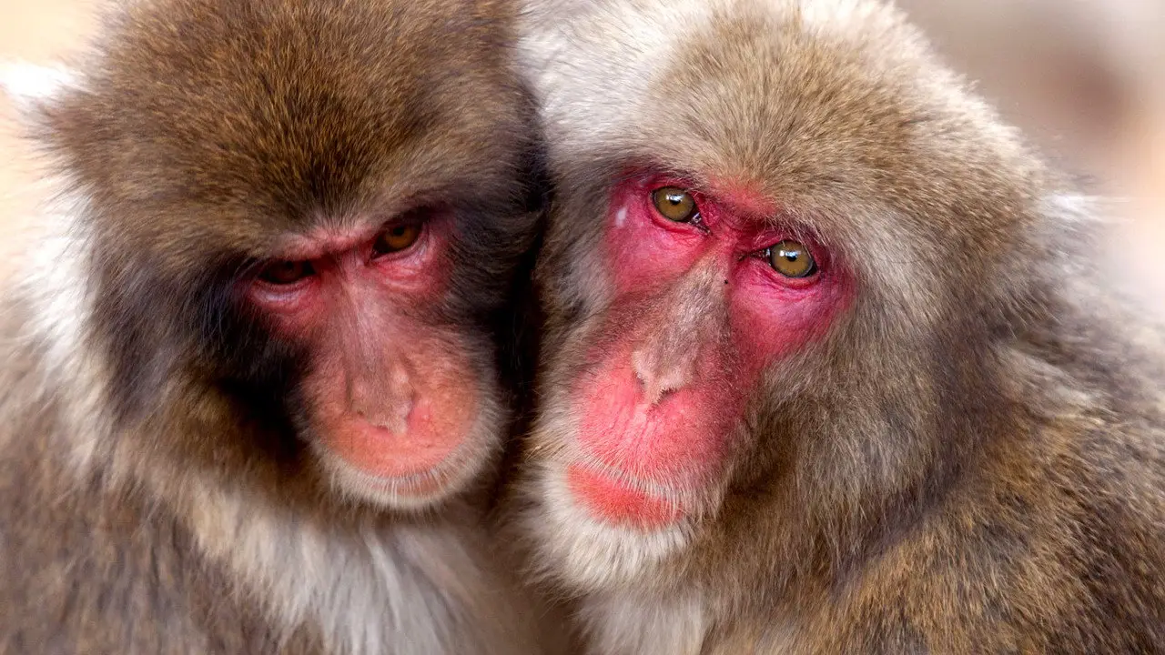 «Таємне життя тварин» — кадр з 5 серії 1 сезону