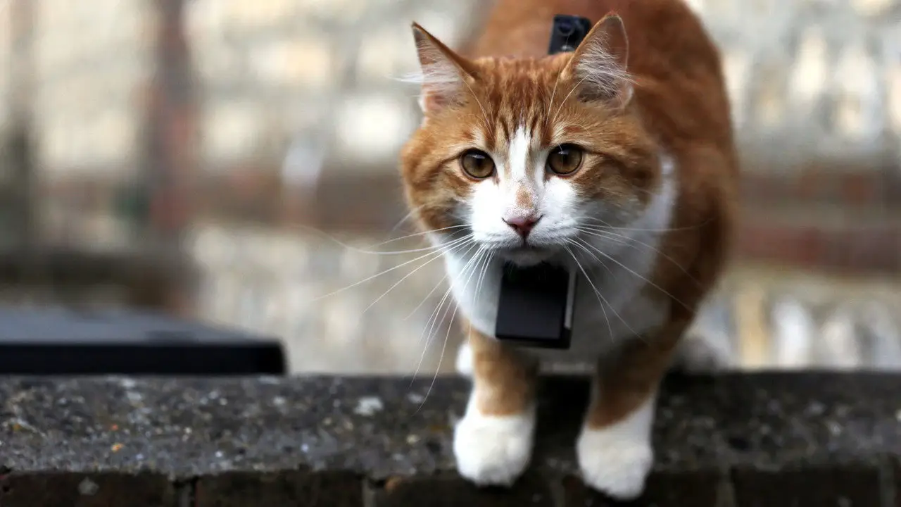 «Коти без прикриття» — кадр з 3 серії 1 сезону
