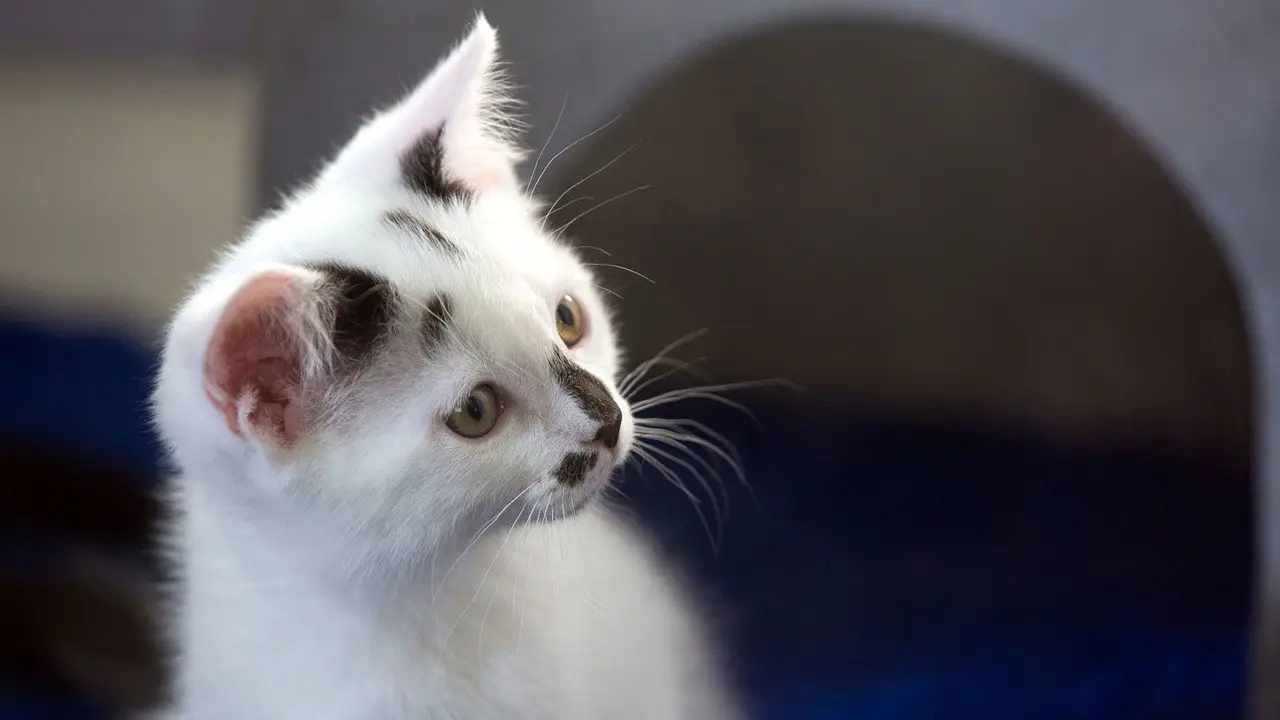 «Коти без прикриття» — кадр з 1 серії 1 сезону